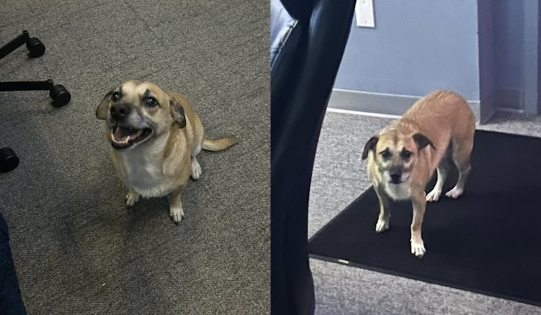 Mayfield Heights Police Seek Owner of Lost Dog Found Near Chelmsford and Mayfield Rd.