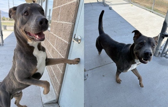 Meet Simba, West Jordan's Adorable Pet of the Week Awaiting His Forever Home