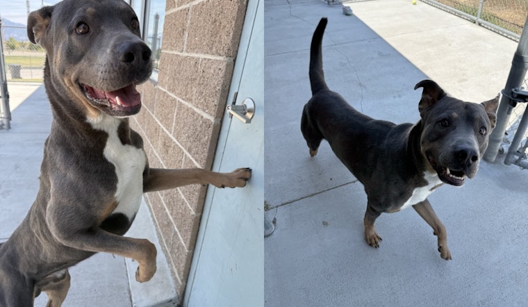 Meet Simba, West Jordan's Adorable Pet of the Week Awaiting His Forever Home