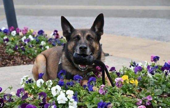 Memphis Police Department Honors K-9 Dono with a Heartfelt Retirement After Eight Years of Service