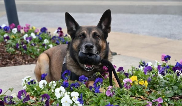 Memphis Police Department Honors K-9 Dono with a Heartfelt Retirement After Eight Years of Service