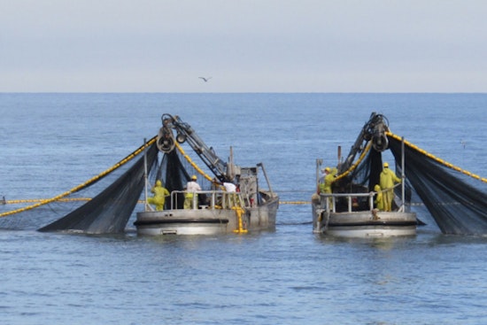 Menhaden Fishery Bycatch Study Reveals Crucial Ecological Data at Louisiana Wildlife Meeting