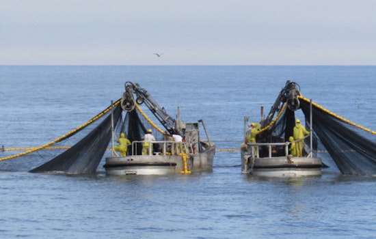 Menhaden Fishery Bycatch Study Reveals Crucial Ecological Data at Louisiana Wildlife Meeting