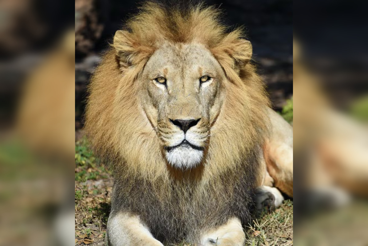 The Zoo is mourning the passing of Jabari, a 19-year-old male lion who  lived well beyond his species' life expectancy. Jabari had been diagnosed  with renal failure, and the difficult decision to, image size:1197x800