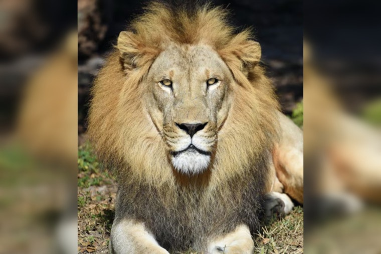 Miami Mourns the Passing of Beloved Zoo Miami Lion, Jabari, After Arthritis Battle