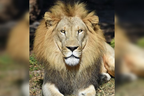 Miami Mourns the Passing of Beloved Zoo Miami Lion, Jabari, After Arthritis Battle