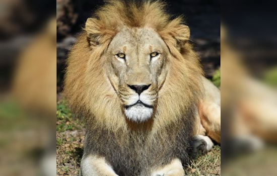 Miami Mourns the Passing of Beloved Zoo Miami Lion, Jabari, After Arthritis Battle