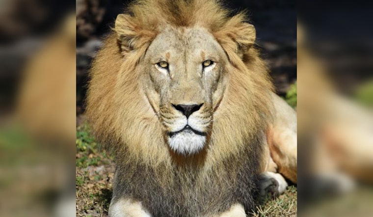 Miami Mourns the Passing of Beloved Zoo Miami Lion, Jabari, After Arthritis Battle