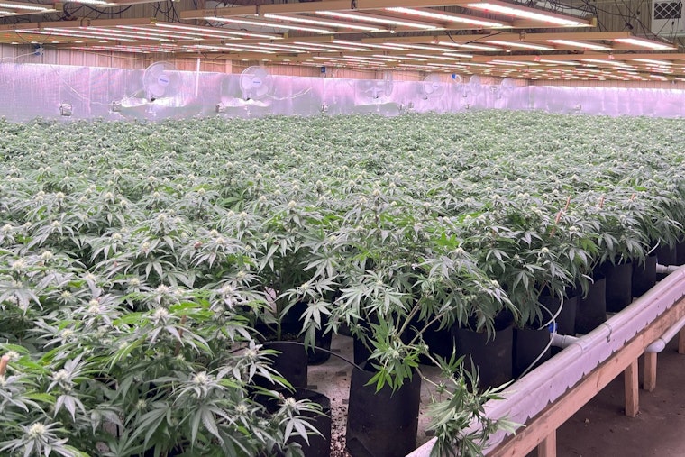Michigan State Police Seize Over $10 Million in Illegal Marijuana in Baldwin Drug Raid