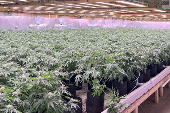 Michigan State Police Seize Over $10 Million in Illegal Marijuana in Baldwin Drug Raid