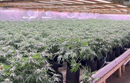 Michigan State Police Seize Over $10 Million in Illegal Marijuana in Baldwin Drug Raid