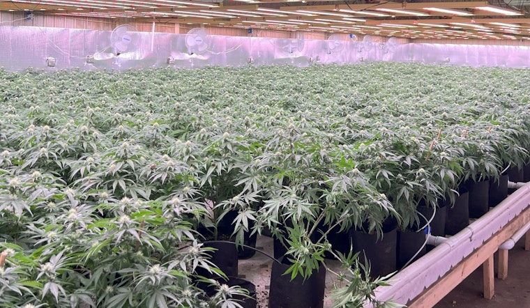 Michigan State Police Seize Over $10 Million in Illegal Marijuana in Baldwin Drug Raid