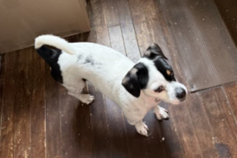 Milwaukee Community Urged to Help Find Stolen Dog as Police Seek Suspect in Pet Theft Case