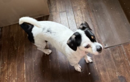 Milwaukee Community Urged to Help Find Stolen Dog as Police Seek Suspect in Pet Theft Case