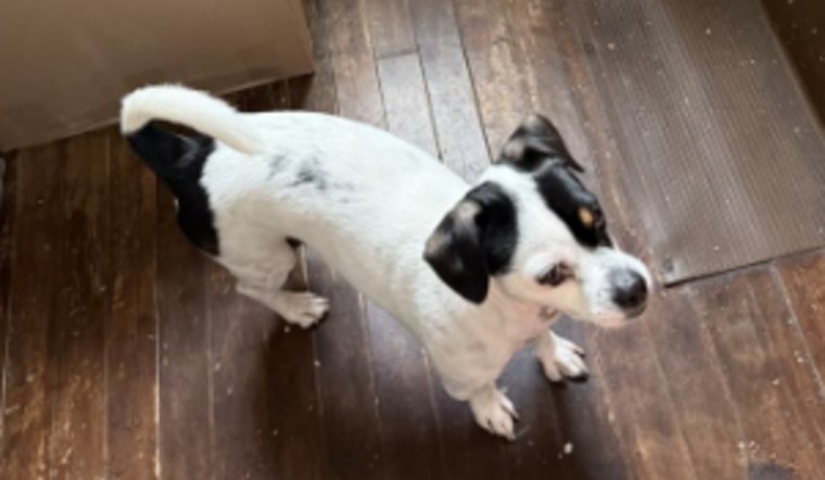 Milwaukee Community Urged to Help Find Stolen Dog as Police Seek Suspect in Pet Theft Case