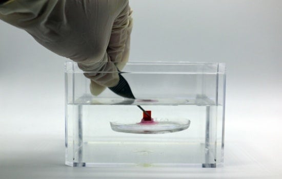 MIT Pioneers Bio-Inspired Adhesive for Medical Applications Modeled After Sucker Fish