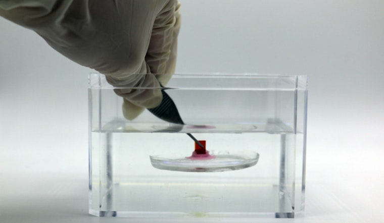 MIT Pioneers Bio-Inspired Adhesive for Medical Applications Modeled After Sucker Fish