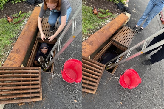 Montgomery Firefighter Lauded for Rescuing Kitten from Sewer, Reuniting Beloved Pet with Local Family