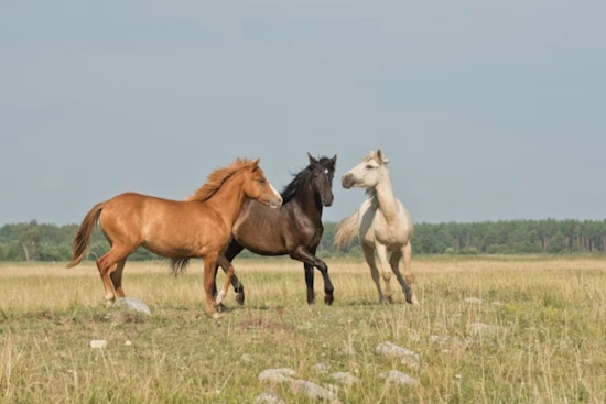 Mount Charleston Residents Protest Wild Horse Removal by U.S. Forest Service, Demand Transparency and Action
