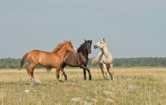 Mount Charleston Residents Protest Wild Horse Removal by U.S. Forest Service, Demand Transparency and Action