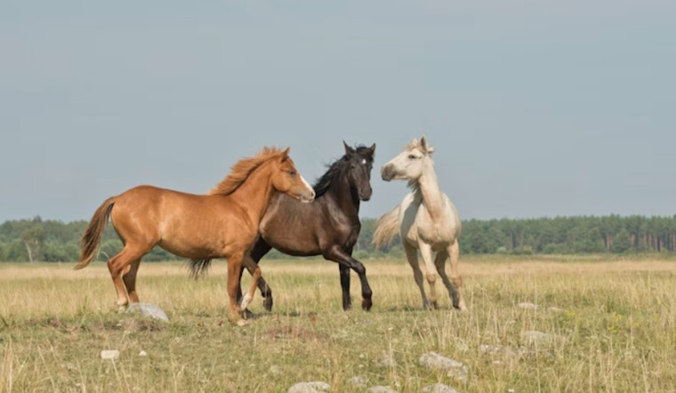 Mount Charleston Residents Protest Wild Horse Removal by U.S. Forest Service, Demand Transparency and Action