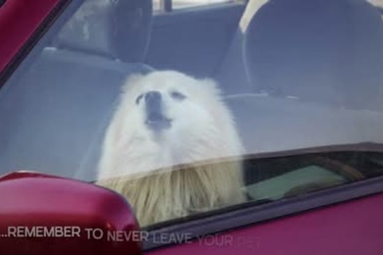 Murfreesboro Police Warn Against Leaving Pets in Hot Cars, Urge Public to Call 911 for Distressed Animals