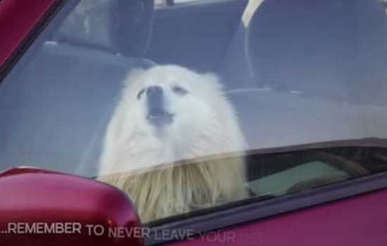 Murfreesboro Police Warn Against Leaving Pets in Hot Cars, Urge Public to Call 911 for Distressed Animals
