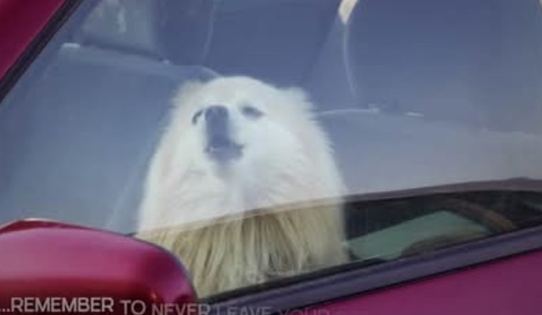 Murfreesboro Police Warn Against Leaving Pets in Hot Cars, Urge Public to Call 911 for Distressed Animals