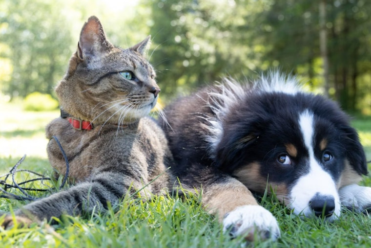 Nashville Animal Agency Urges Pet Safety Ahead of Independence Day Festivities