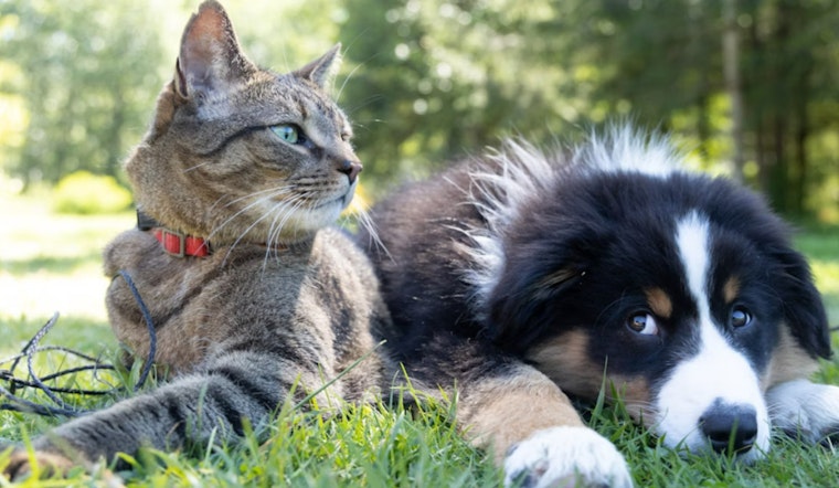 Nashville Animal Agency Urges Pet Safety Ahead of Independence Day Festivities
