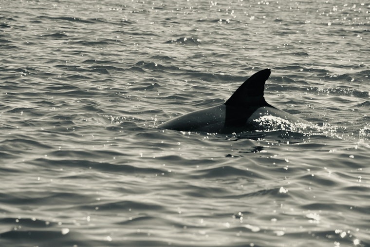 Nassau County Reinforces Shark Safety Measures with New Patrols and Drones at Long Island Beaches