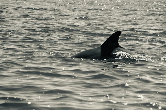 Nassau County Reinforces Shark Safety Measures with New Patrols and Drones at Long Island Beaches
