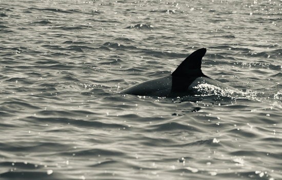 Nassau County Reinforces Shark Safety Measures with New Patrols and Drones at Long Island Beaches