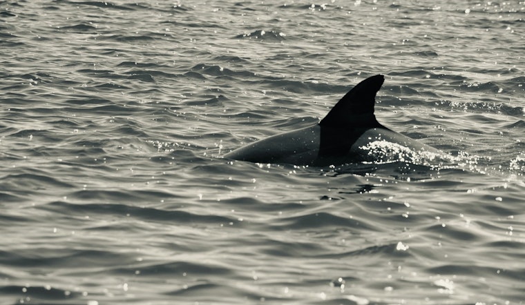 Nassau County Reinforces Shark Safety Measures with New Patrols and Drones at Long Island Beaches