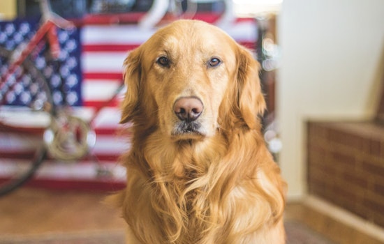 Nevada SPCA Offers $5 Microchipping and Urges Pet Safety During Fourth of July Festivities in Las Vegas
