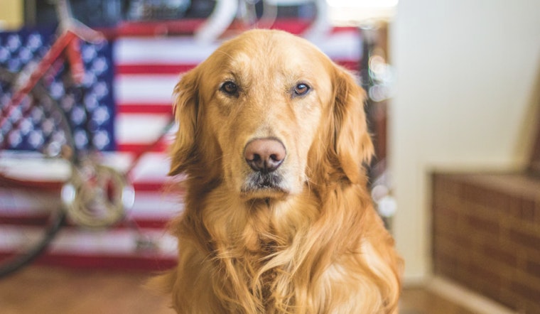 Nevada SPCA Offers $5 Microchipping and Urges Pet Safety During Fourth of July Festivities in Las Vegas