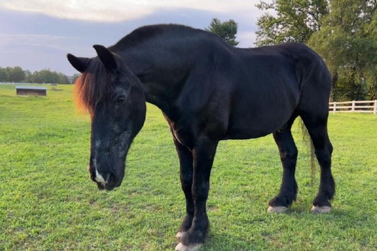 New Castle County Mourns the Loss of Beloved Retired Mounted Patrol Horse Tonka
