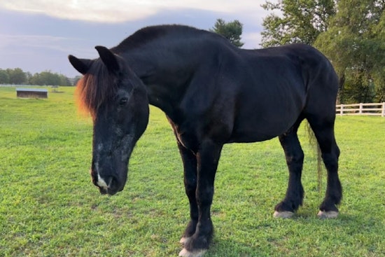 New Castle County Mourns the Loss of Beloved Retired Mounted Patrol Horse Tonka
