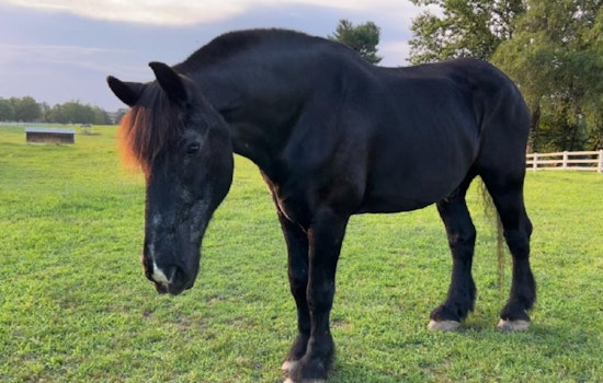 New Castle County Mourns the Loss of Beloved Retired Mounted Patrol Horse Tonka