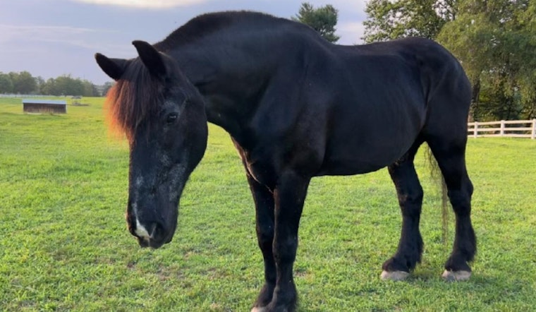 New Castle County Mourns the Loss of Beloved Retired Mounted Patrol Horse Tonka