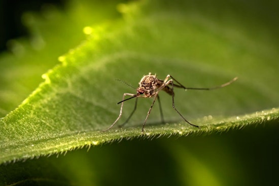 New Orleans Steps Up Mosquito Control Efforts as West Nile Virus Detected in Local Pools