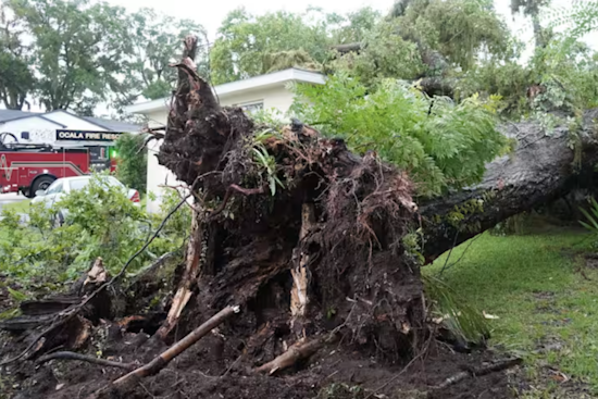 Ocala Storm Fells Tree on Duplex, Man and Dog Rescued Unharmed by First Responders