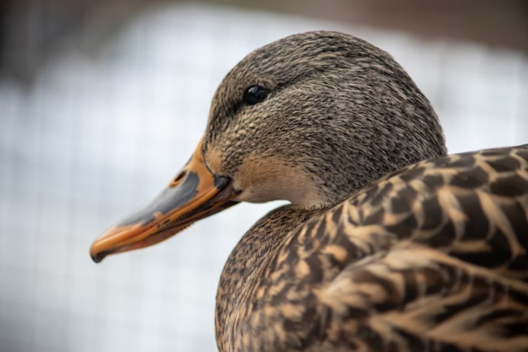 ODNR Adjusts Ohio Waterfowl Hunting Zones After Public Input, Awaiting Final Approval for 2026-2030 Seasons