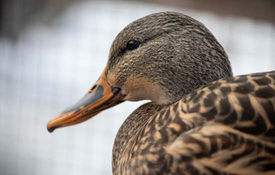 ODNR Adjusts Ohio Waterfowl Hunting Zones After Public Input, Awaiting Final Approval for 2026-2030 Seasons