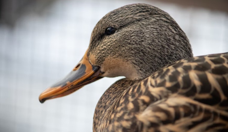 ODNR Adjusts Ohio Waterfowl Hunting Zones After Public Input, Awaiting Final Approval for 2026-2030 Seasons
