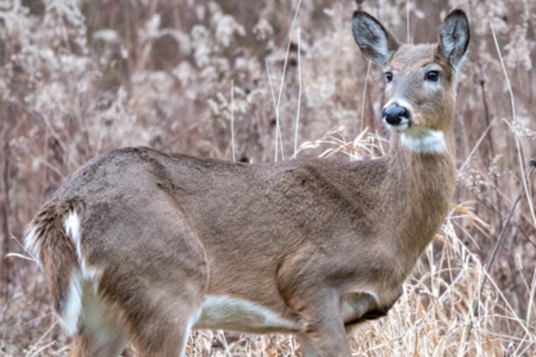 Ohio Opens Applications for Exclusive Controlled Hunts – Act Fast Before July 31 Deadline