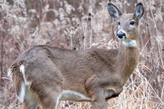 Ohio Opens Applications for Exclusive Controlled Hunts – Act Fast Before July 31 Deadline