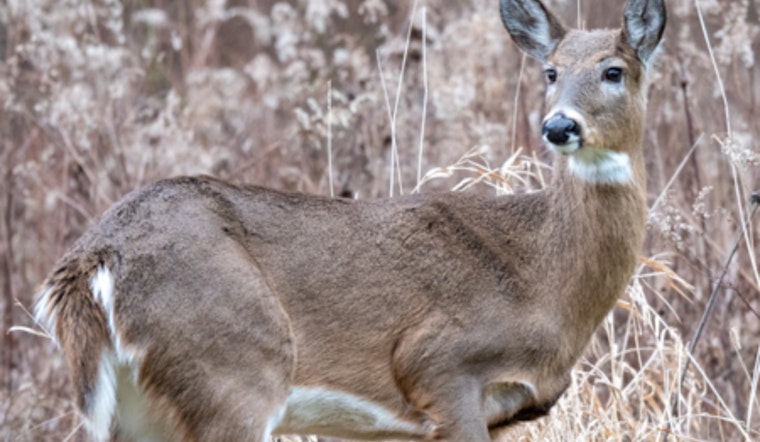 Ohio Opens Applications for Exclusive Controlled Hunts – Act Fast Before July 31 Deadline