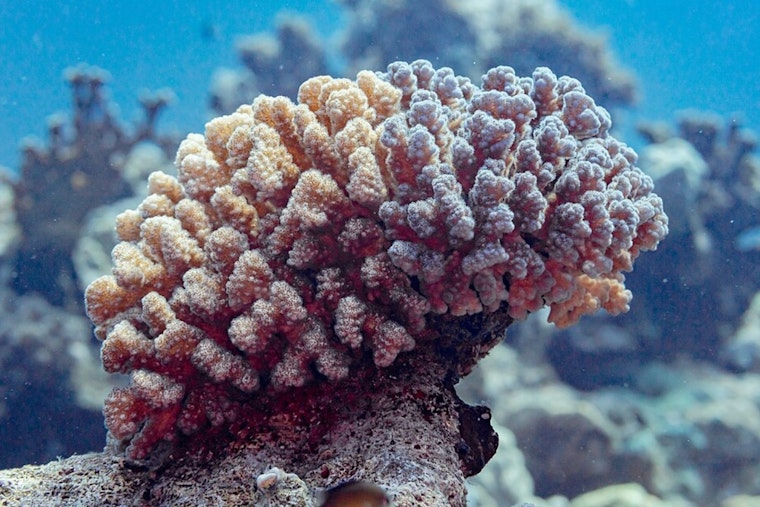 Ohio State University Study Reveals Promising Coral Reef Restoration Technologies Boost Survival Rates in Hawaii