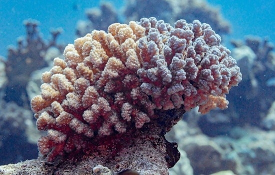 Ohio State University Study Reveals Promising Coral Reef Restoration Technologies Boost Survival Rates in Hawaii
